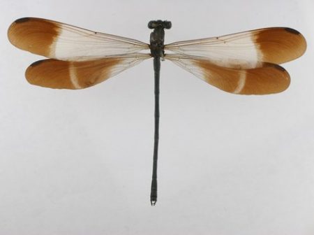 Nancy1 - holotype Polythore ornata